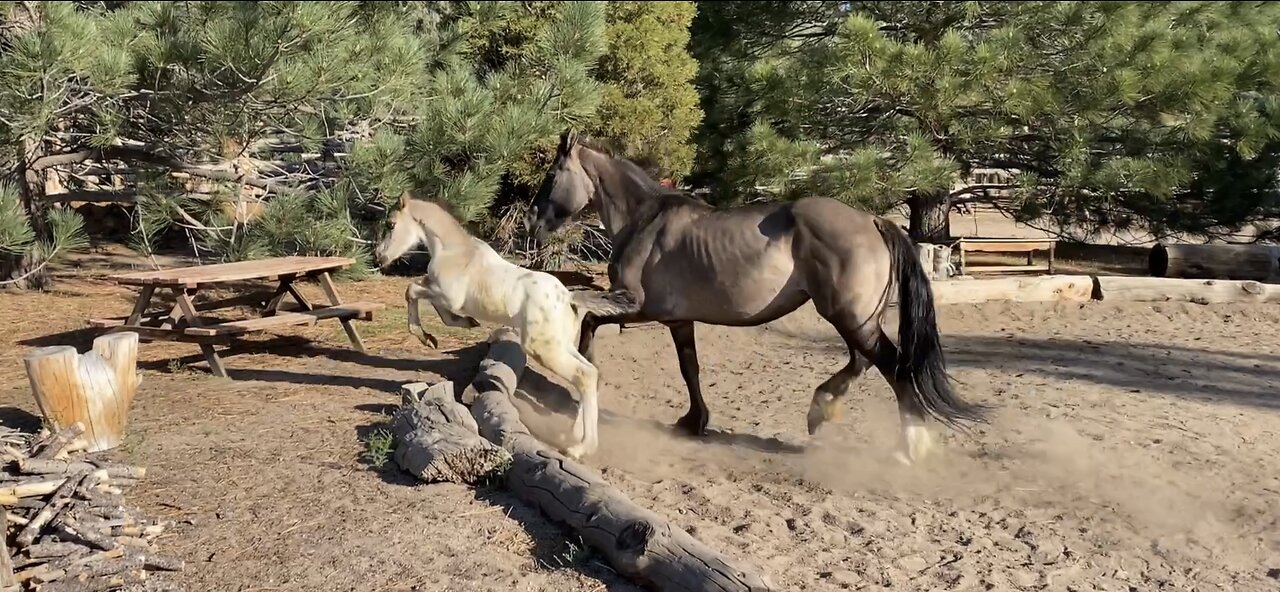 Lakota and Mom Go For a Morning Run