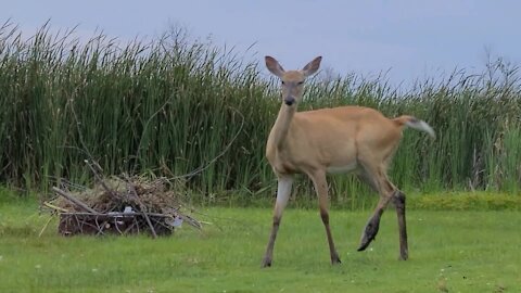 Deer survives entire year with severe broken leg