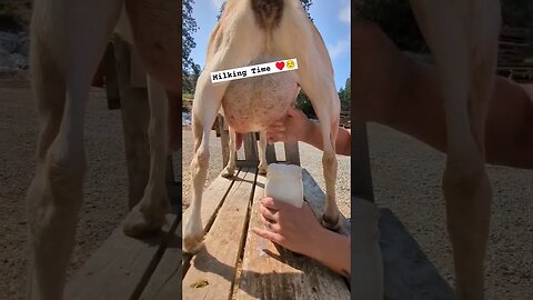 Morning Milking ♥️☺️ #goats #goatmilk #simplelife #homestead #farmanimals