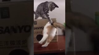 Funny Cat 🐈🐱❤️#shorts #viralvideo #cat #cats #catvideos #catstagram #funny