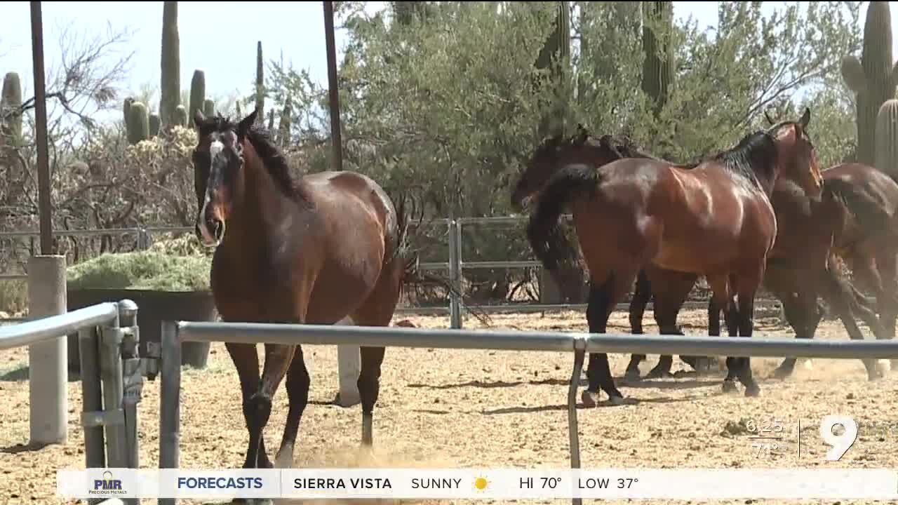 Desert Oasis Rescue