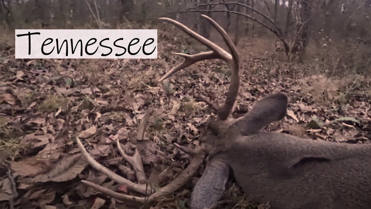 Tennessee Whitetails - 2 Bucks 1 Blind