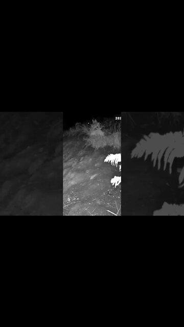 Spooky eyes caught on night vision