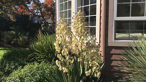 Yucca gloriosa covered in honey bees.