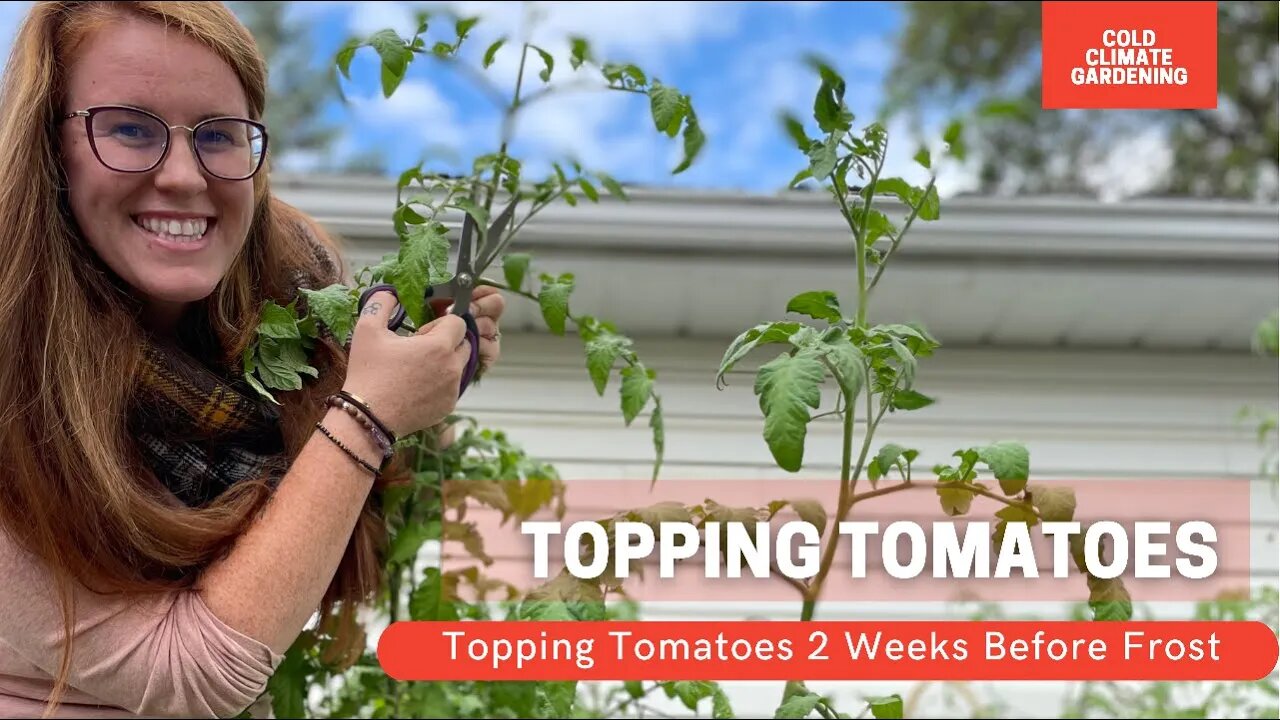 How To Ripen Tomatoes On The Vine Quickly | How & Why You Should Top Tomatoes | Gardening in Canada