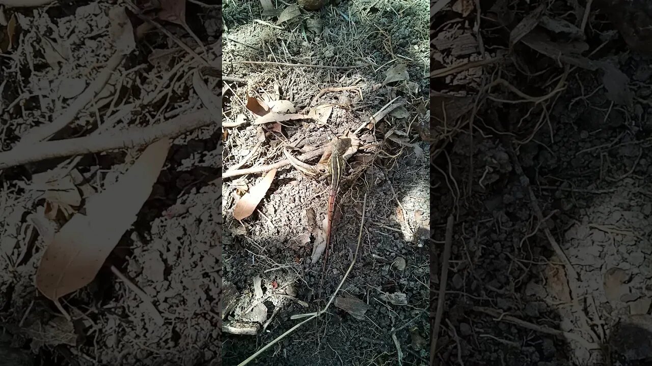 Little lizard came to see me in the garden 14th November 2021