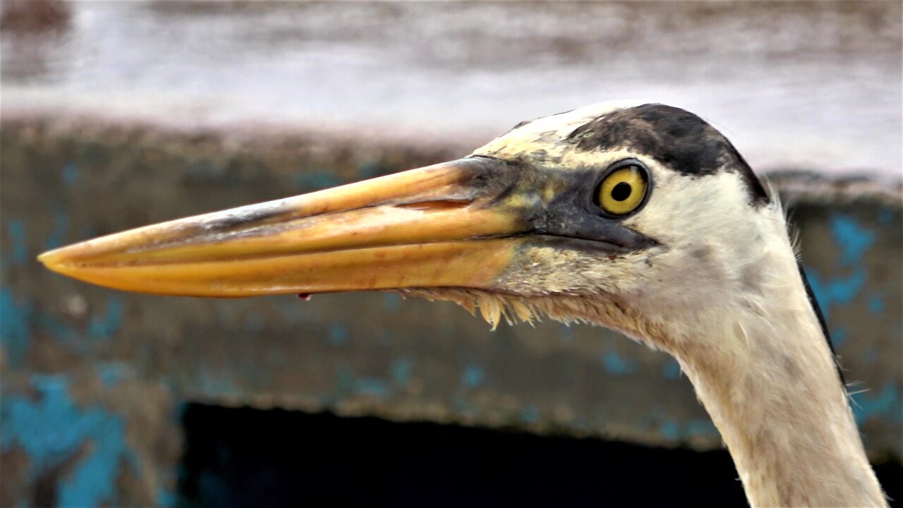 Gigantic heron strolls casually through fish market like he owns the place