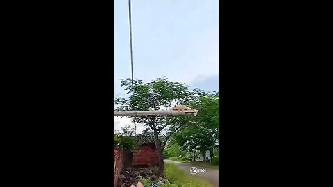 Mu Sugar Glider Having his First Gliding