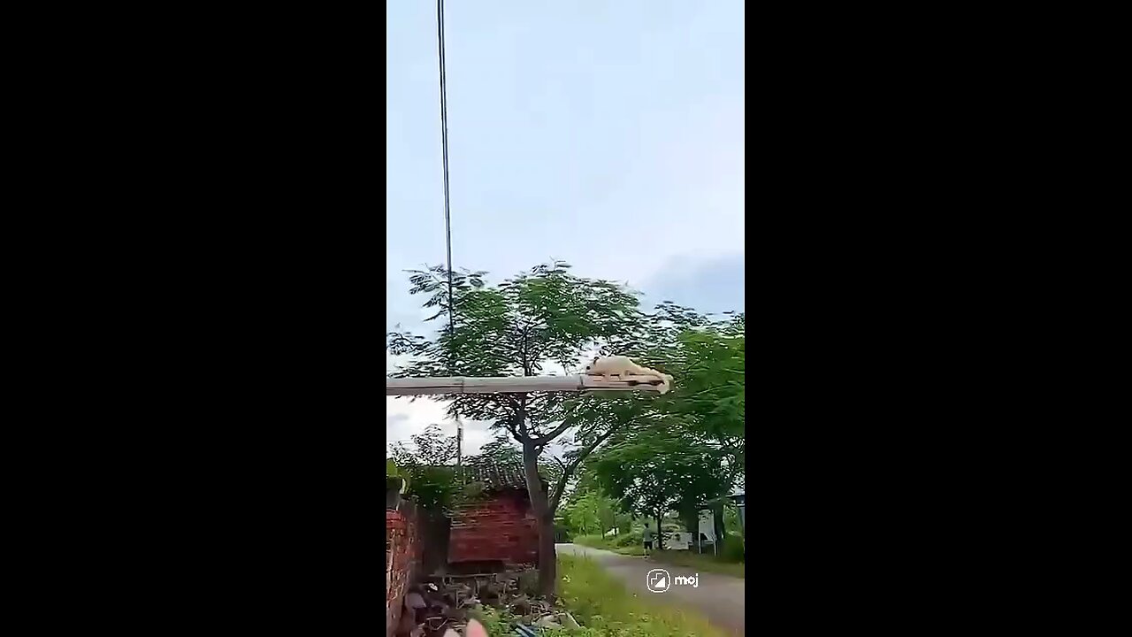 Mu Sugar Glider Having his First Gliding