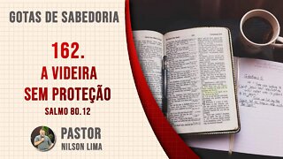 162. A videira sem proteção - Salmo 80.12 - Pr. Nilson Lima #DEVOCIONAL