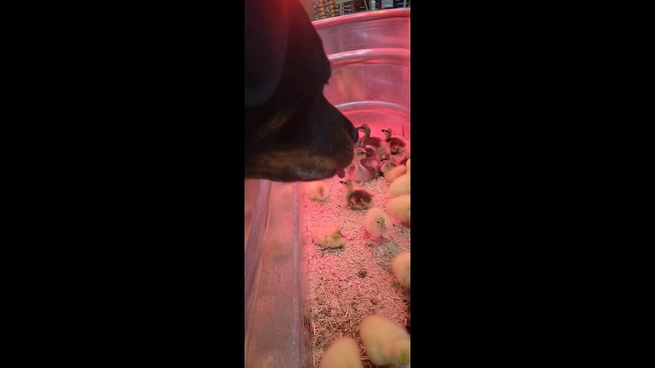 Ranger's Gone to the ducks!