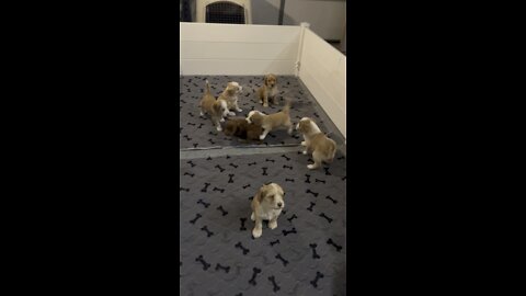 Labradoodles