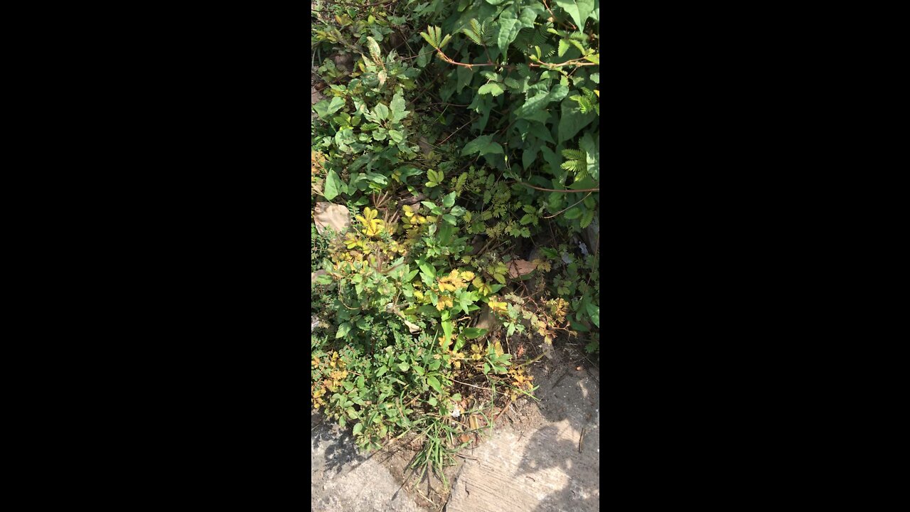 Jamaican botany