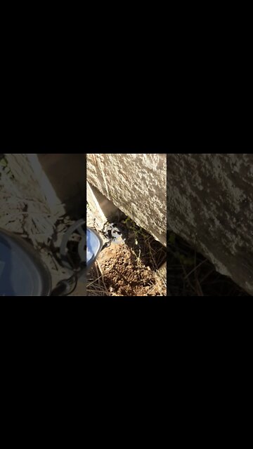 Procurando Ouro Sinal Forte #shorts