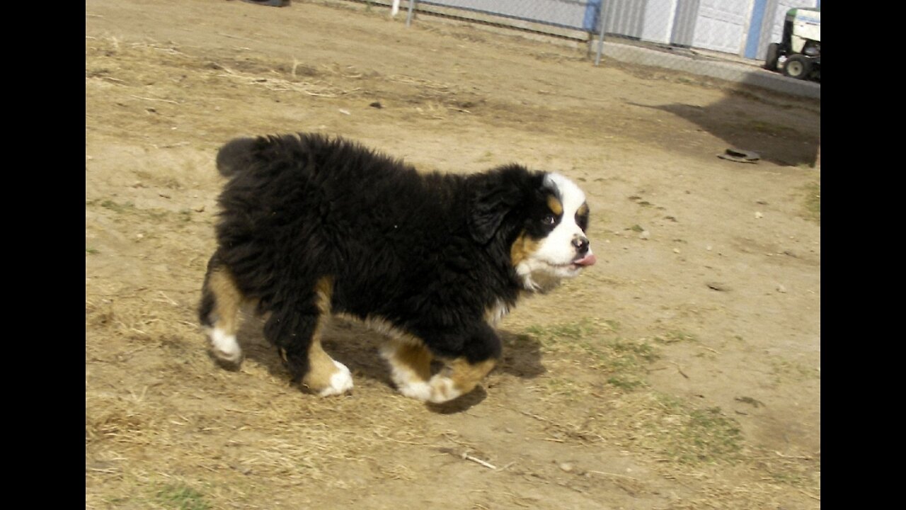 Bernese Mountain Dog Jessie and Puppy Merlin Playing in the Snow