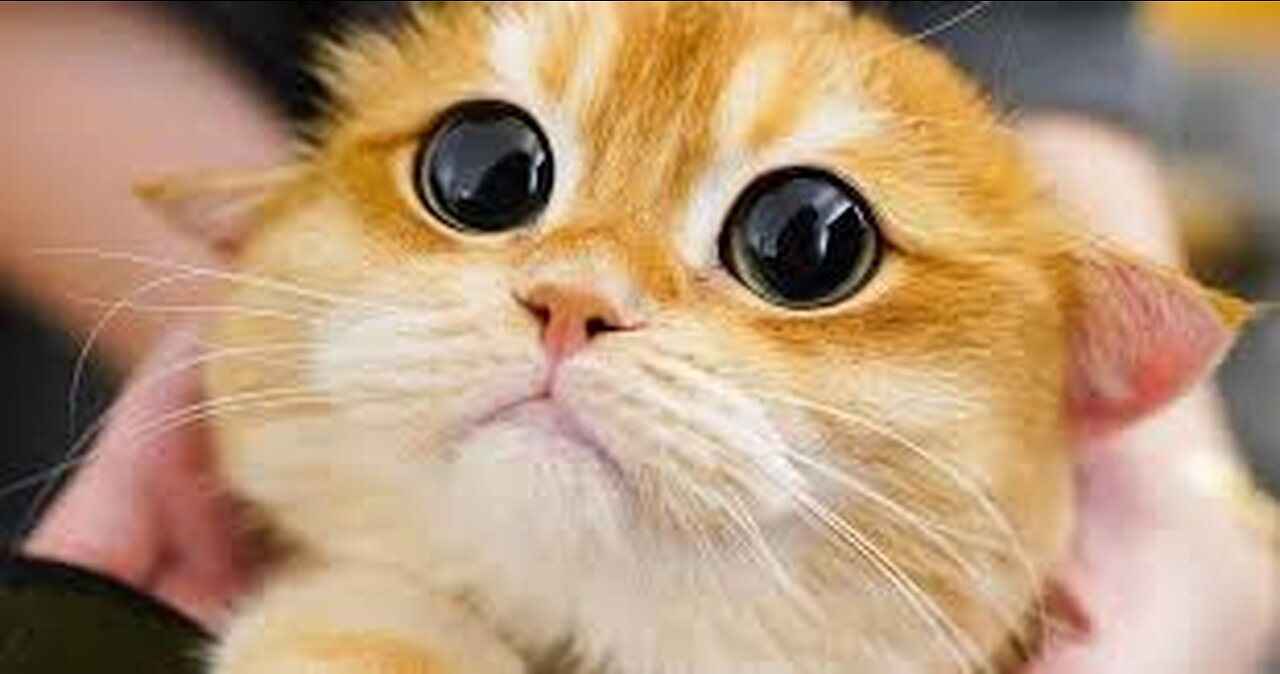 Cute small kittens