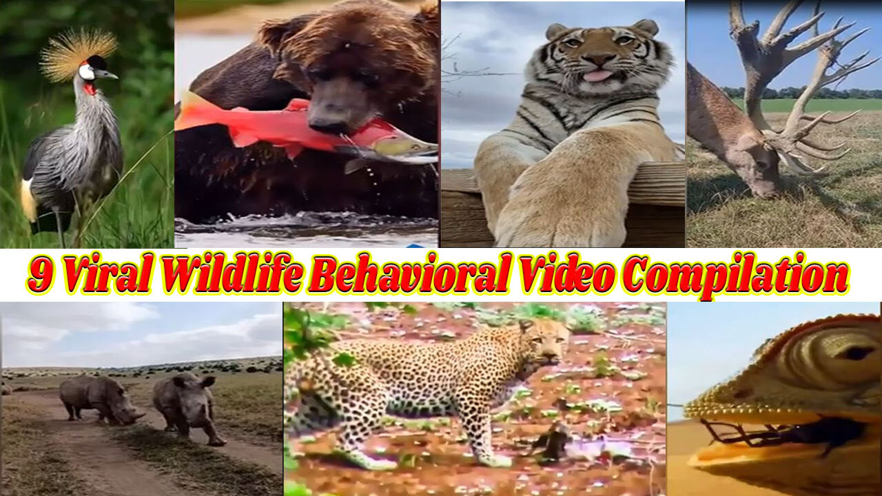 9 Viral Wildlife Behavioral Video Compilation