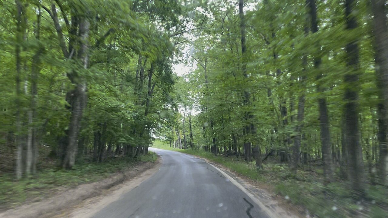 Tunnel of trees