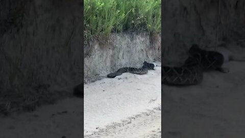 Rattlesnake Eats Rabbit in my driveway! #shorts