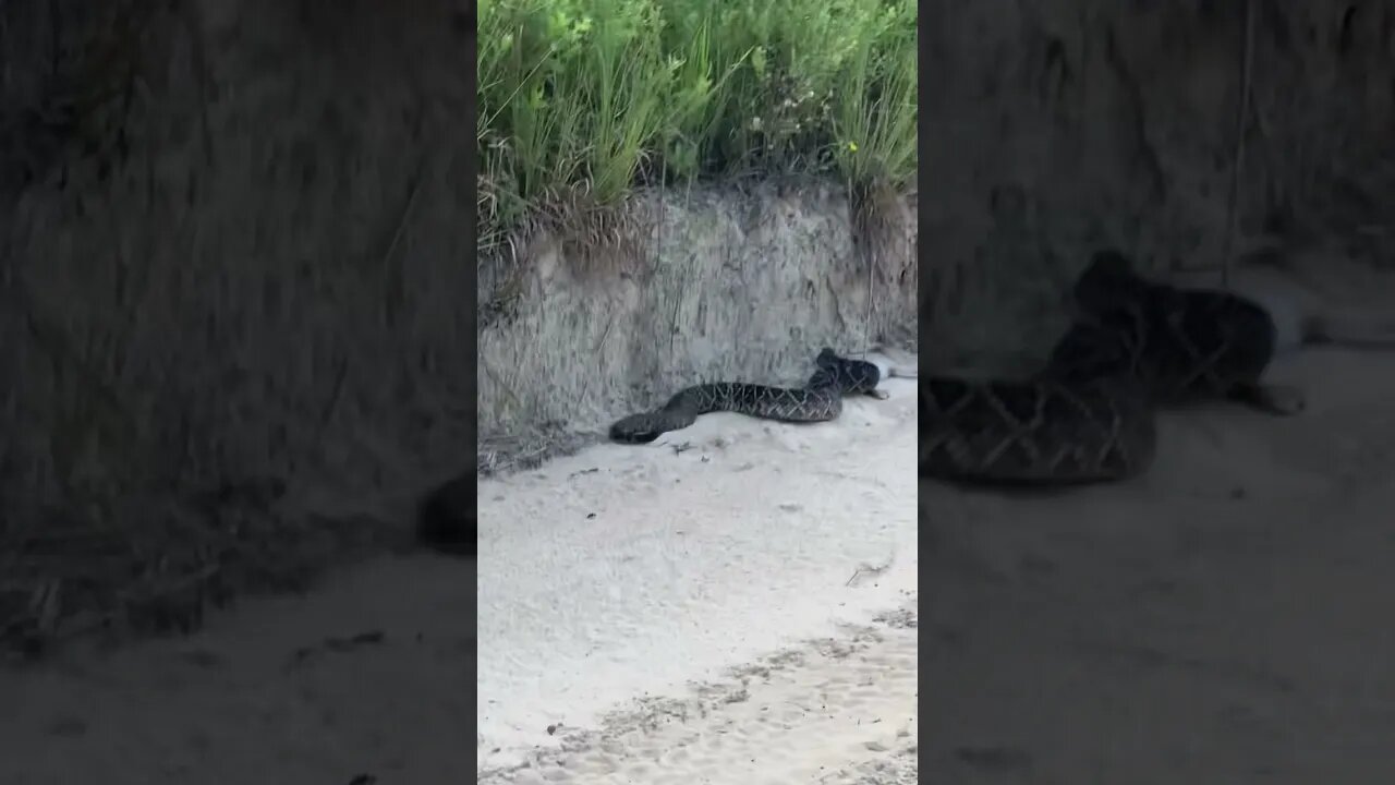 Rattlesnake Eats Rabbit in my driveway! #shorts