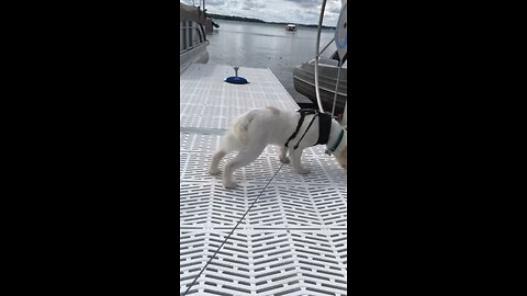 Dock ‘splorin’