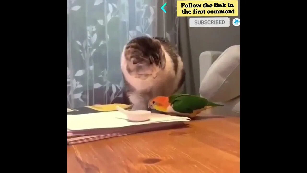 cute cat videos 😹 funny videos 😂 691 😻 #shorts #shortsfunny #cutecat #catvideos #catsfood #catscare