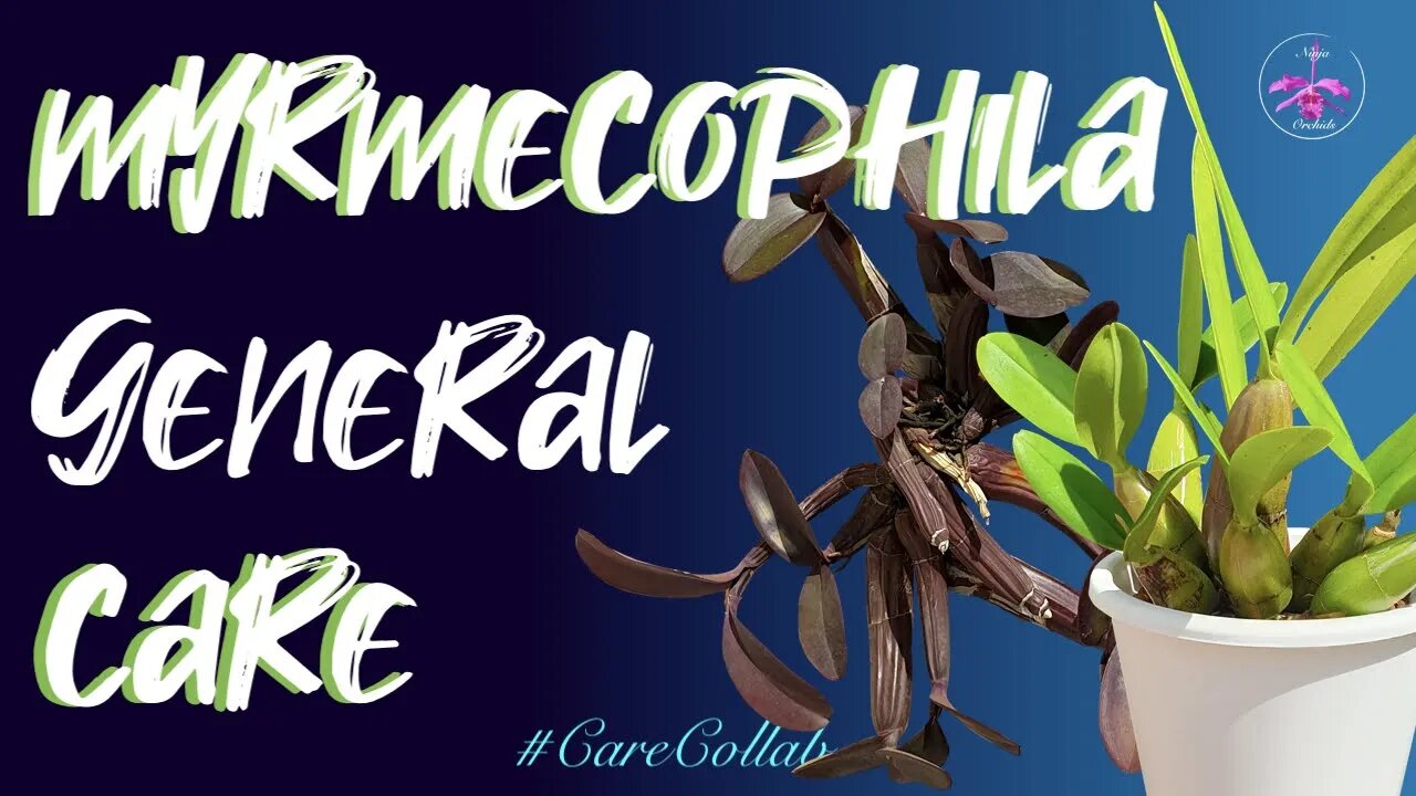 Myrmecophila GENERAL CARE | Self watering & Semi Hydro | Inorganic medai #CareCollab