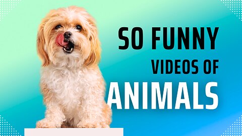 Troll Prank Dog Funny & fake Lion and Fake Tiger Prank To dog & Huge Box Prank to dog