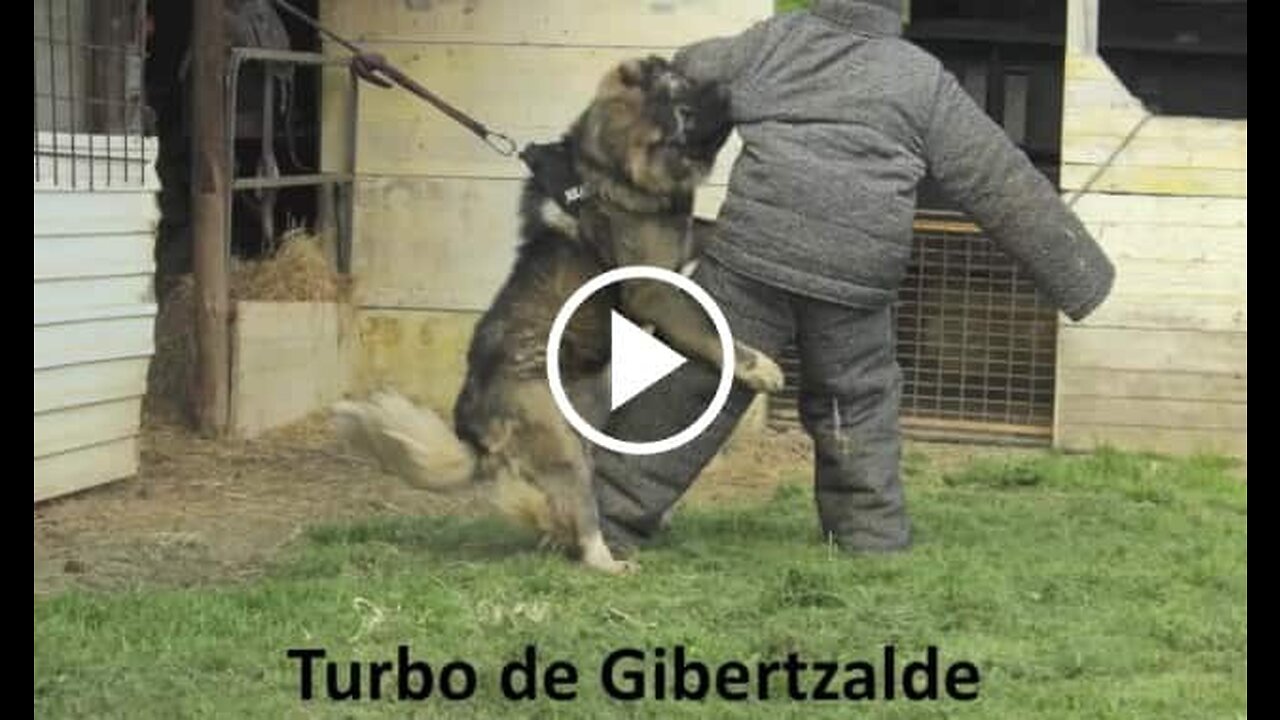 Caucasian Shepherd Dog and Man Vs