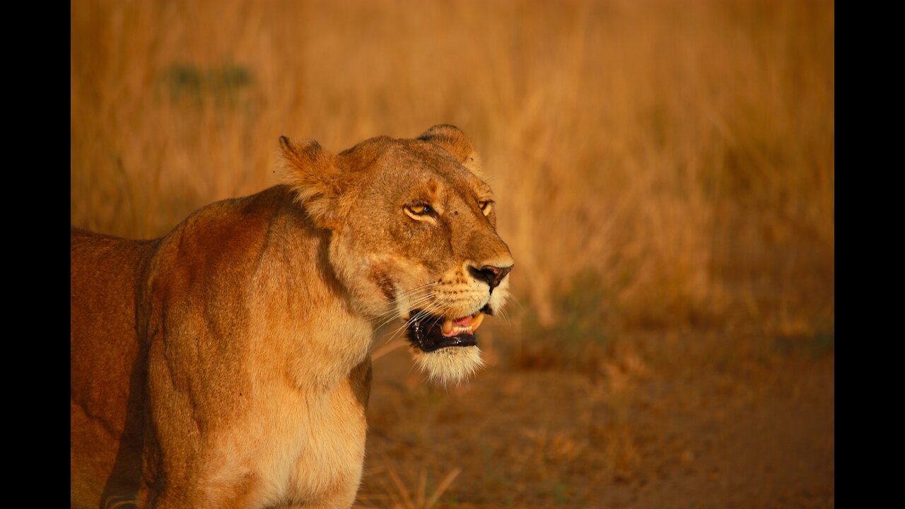 watch Pair of Lionesses Walking Together