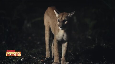 Path of the Panther | Morning Blend