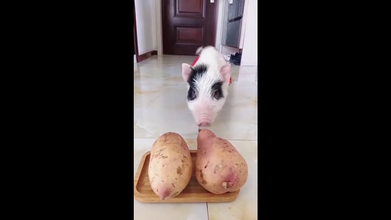 Cute Pig