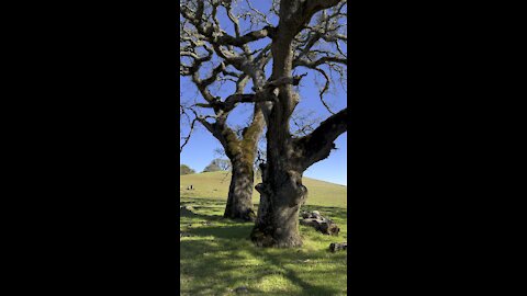 The Two Wise Oaks at Morgan Territory