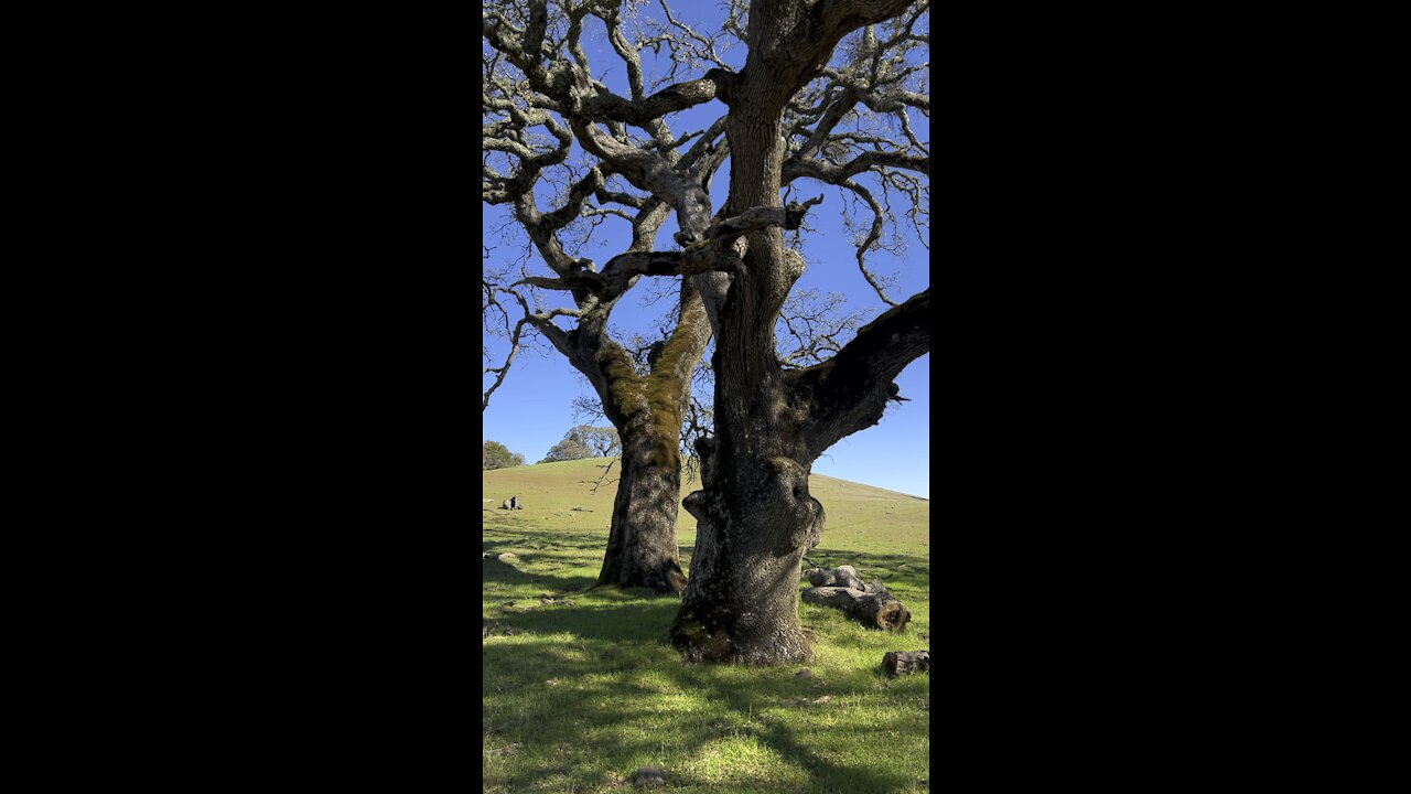 The Two Wise Oaks at Morgan Territory