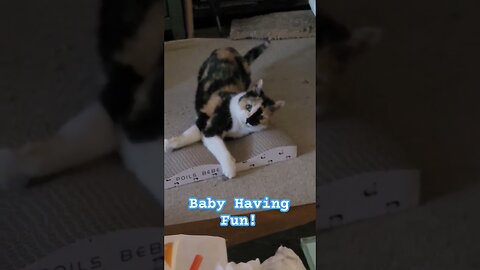 Short funny cat video.