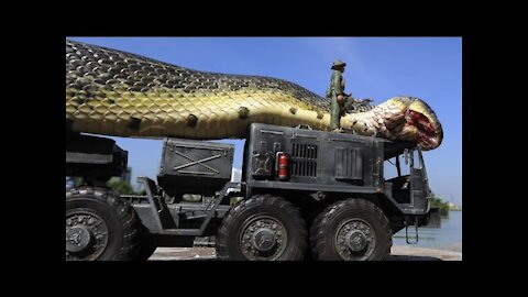 Giant Anaconda World's longest snake found in Amazon River