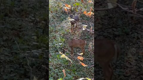 Young DEER Hanging Out UNDER My TREESTAND!!!