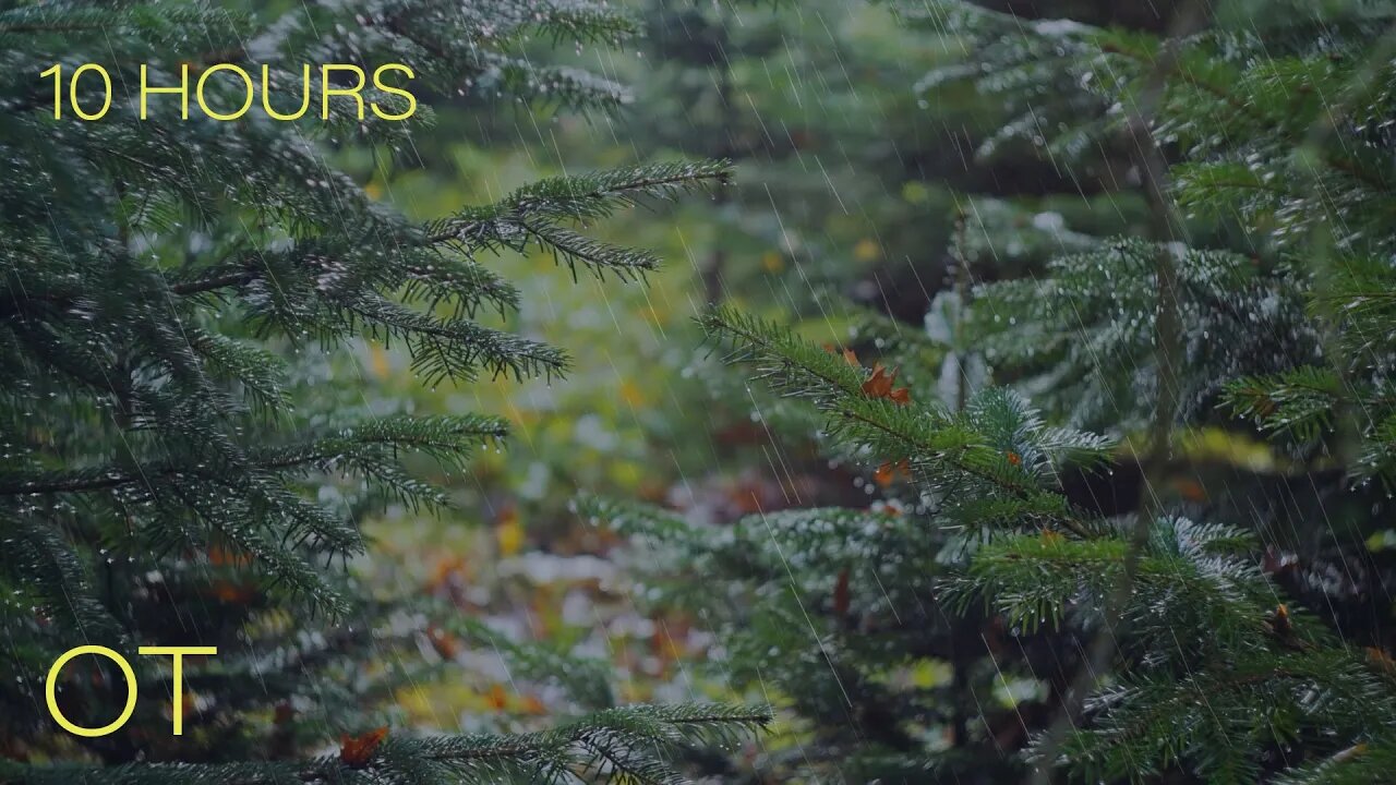 Rain in the Evergreens | Light Rain & Atmospheric Forest Sounds for Relaxation | Studying| Sleeping