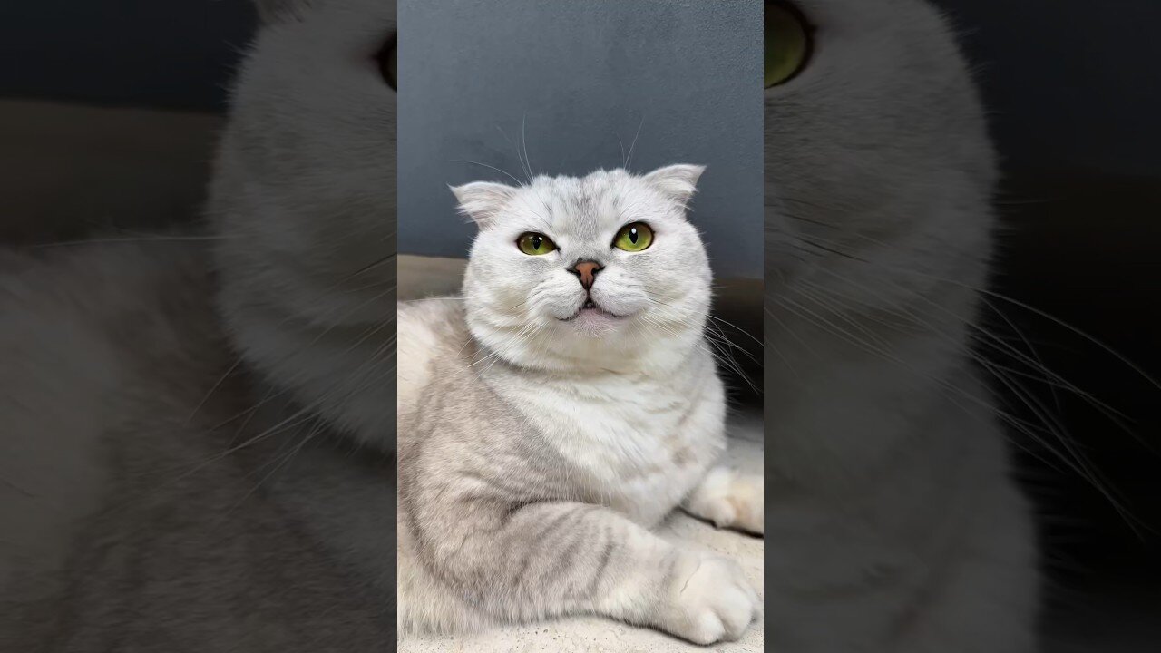 😂Try Not To Laugh 🤣 New Funny Cats Video 😹Part 20