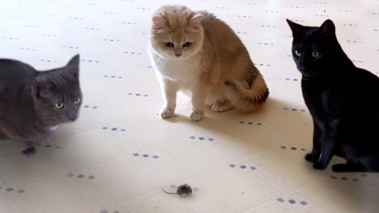 Funny Cats SCARED of a Baby Mouse 🫣 🤣 | FUNNIEST Pets Of The Week | The Pets Collevtive Usa