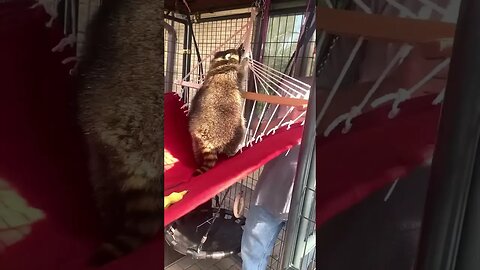 #raccoons #raccoon #viral #fyp #shorts #short #reels #reel #funny #nature #funnymoments #funnyracoon