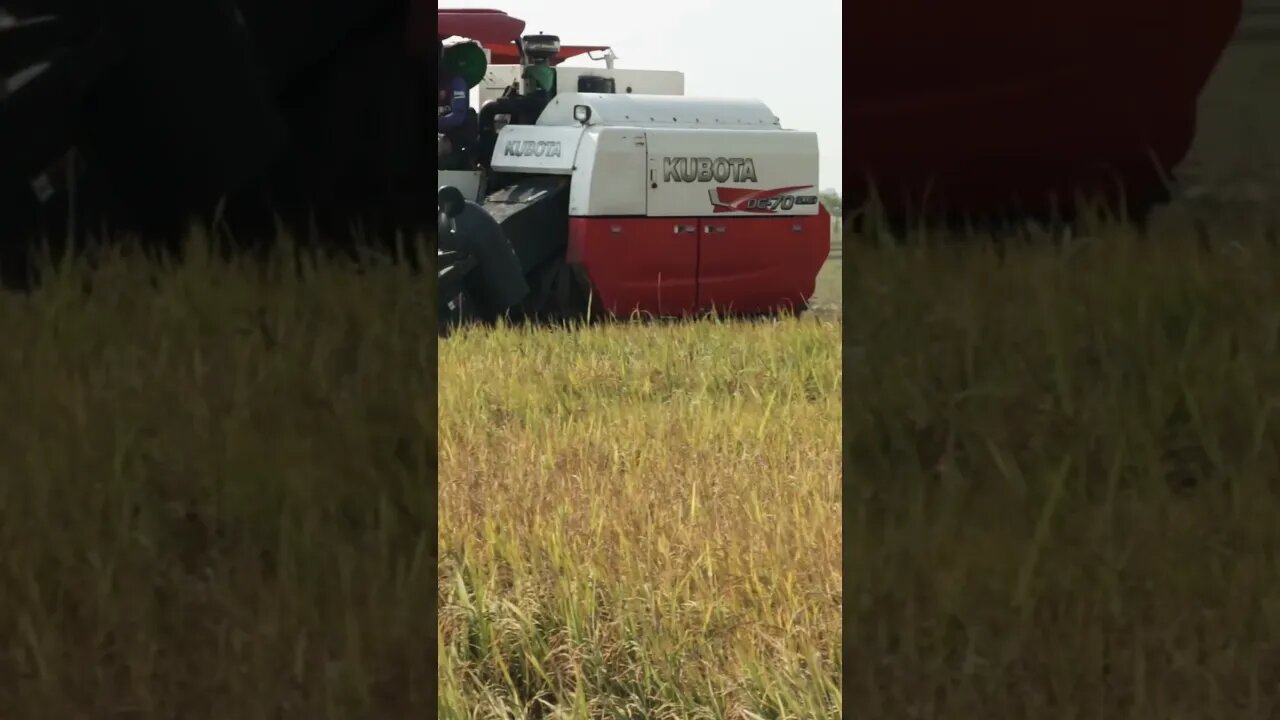 Farmers Cambodia using Kubota harvesting rice