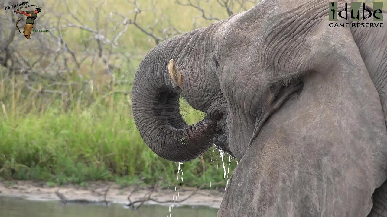 Drinking Elephants