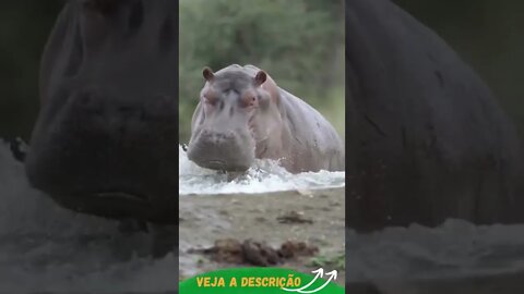 SAI DA FRENTE QUE LÁ VEM O MOTO MOTO #shorts #animals #planetaanimalshorts