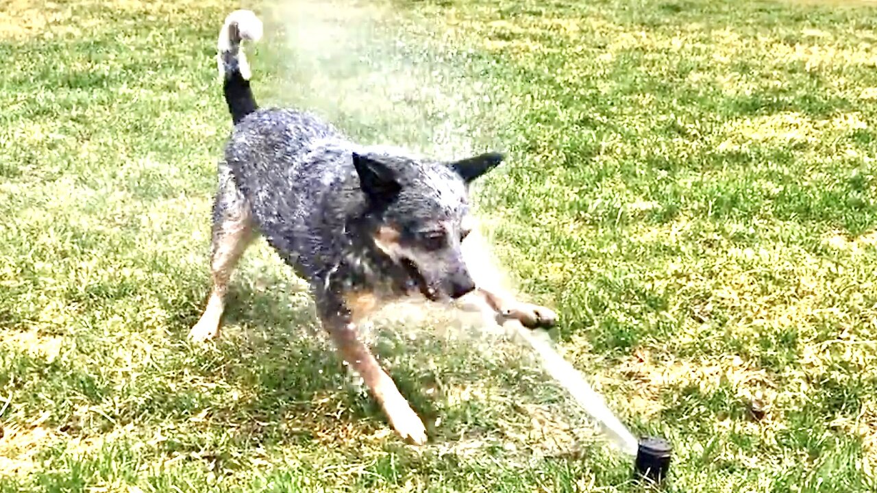 That Day Zippy Blue Heeler Declared War & Attacked The Lawn Sprinklers!!! Funny Cute Australian Cattle Dog