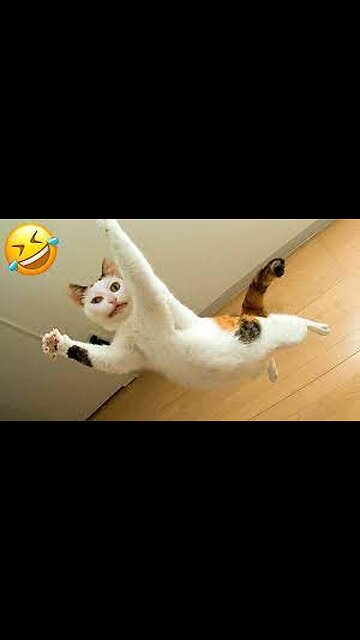 "Hilarious Moments with Funny Pets: Unleash Laughter and Joy with Adorable Animal Antics"