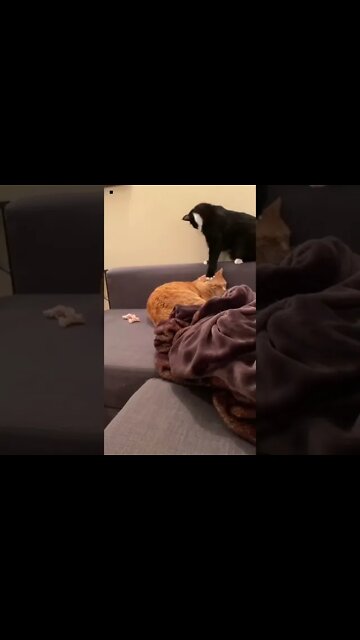 funny cat playing shorts #shortsvideo