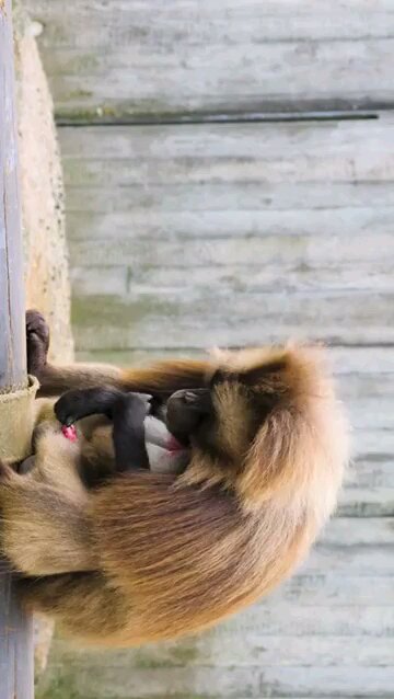 monkey 🤣🤣🤣😁😁