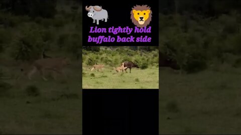 Lion tightly hold buffalo back side #shorts #youtubeshorts