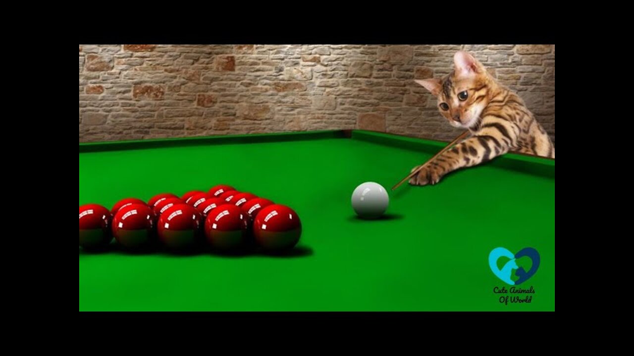 Funny and Cute Cat's Life Video || Cute Animals Of World